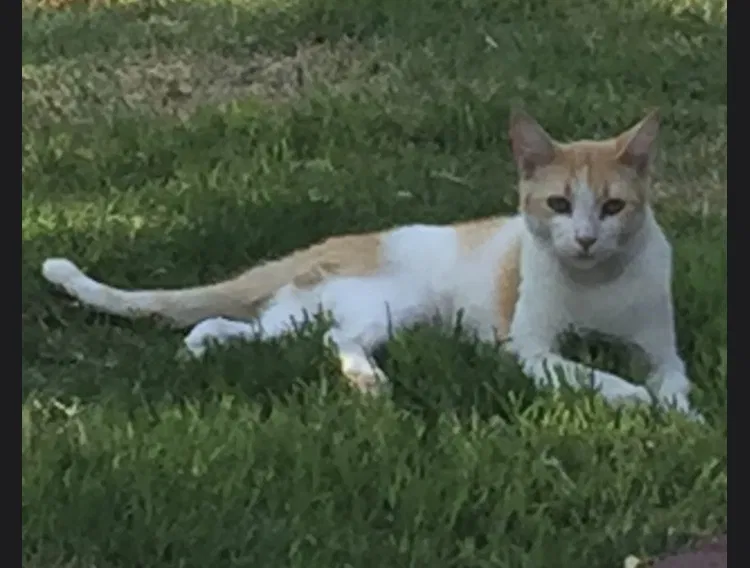 Lost cat in Fresno, CA, 93703