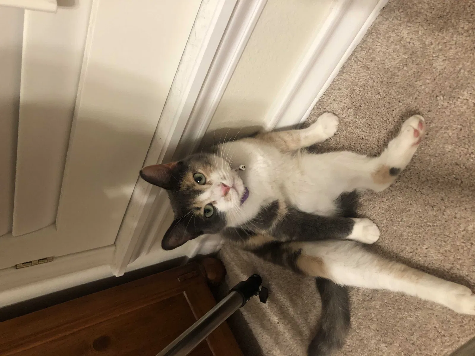 Lost cat in San Angelo, TX, 76904