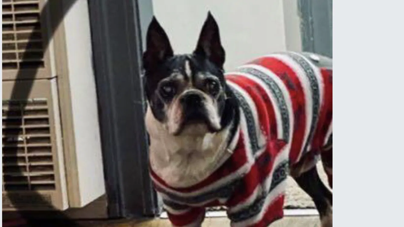 Lost dog in Santa Rosa, CA, 95407