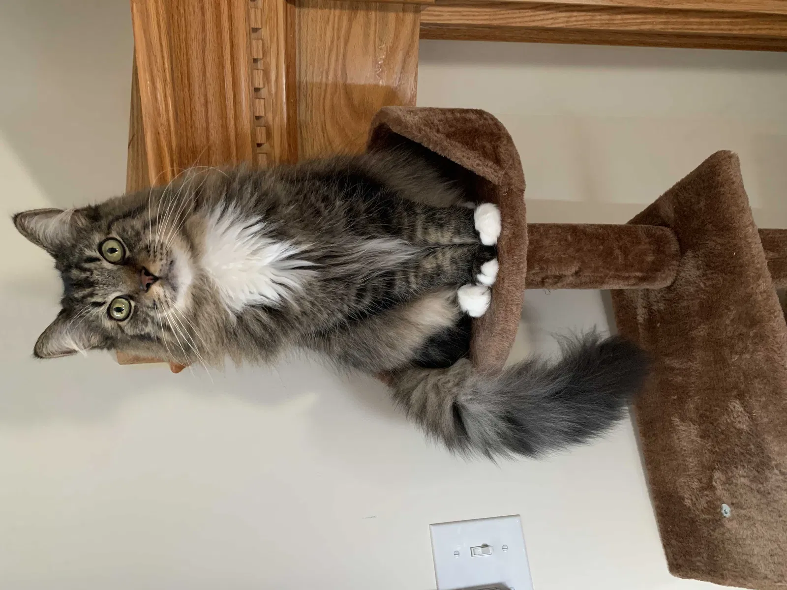 Lost cat in Morrow, OH, 45152