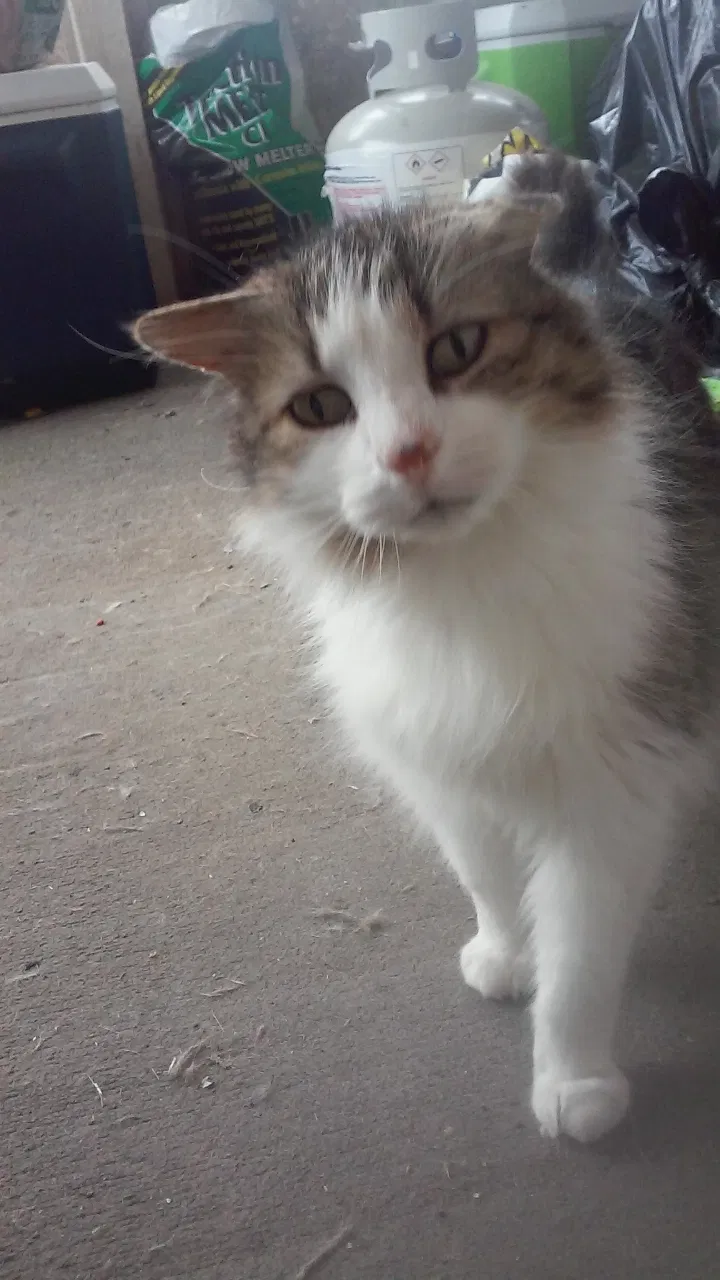 Lost cat in Mount Airy, MD, 21771