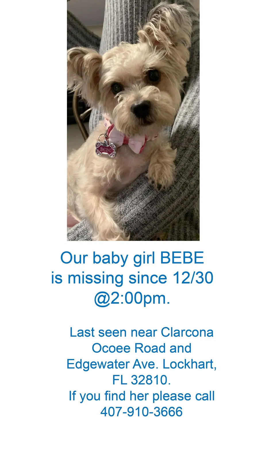 Lost dog in Orlando, FL, 32810