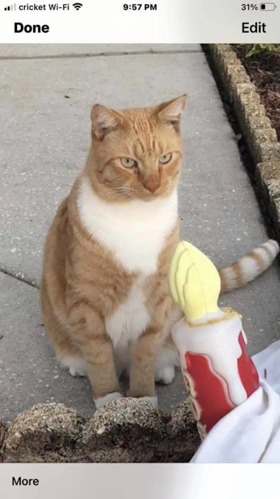Lost cat in Land O Lakes, FL, 34639