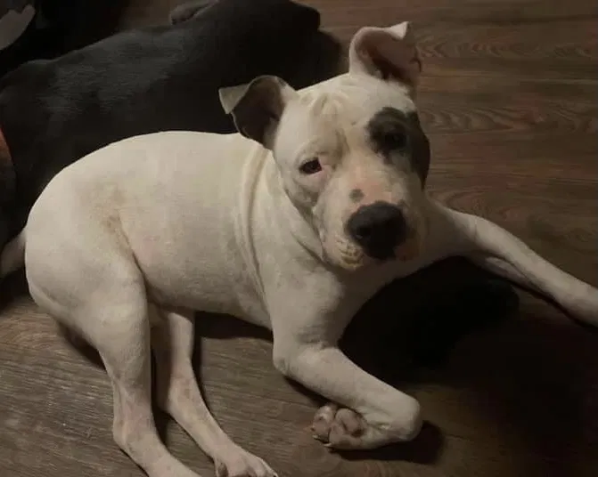 Lost dog in San Elizario, TX, 79849