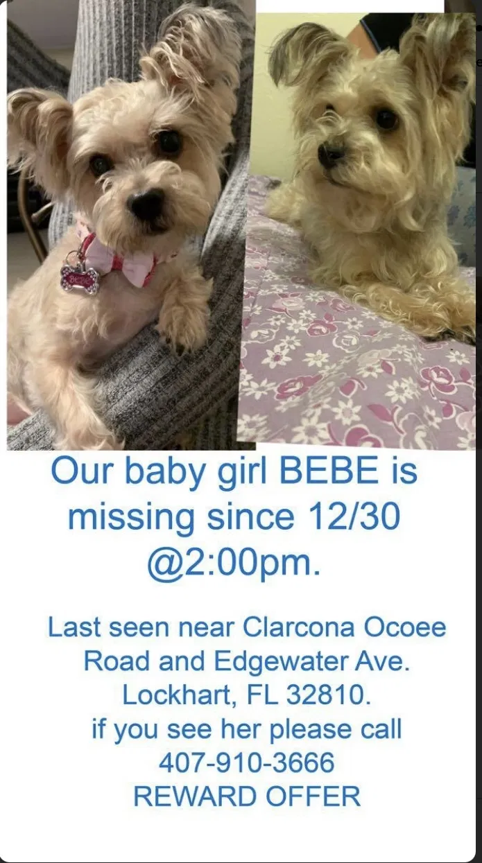 Lost dog in Orlando, FL, 32810