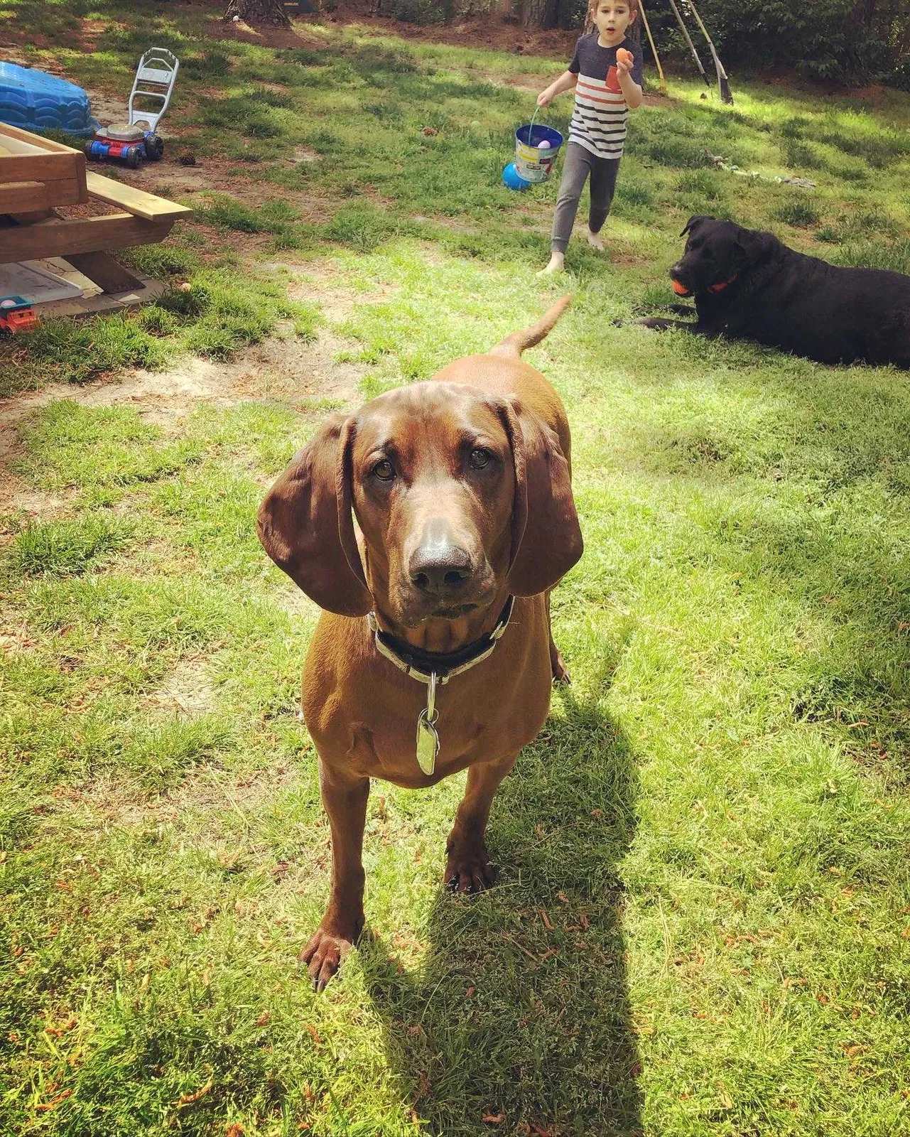 Lost dog in Bent Mountain, VA, 24059