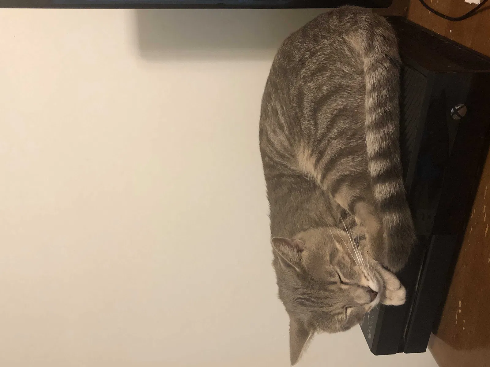 Lost cat in Victoria, TX, 77901
