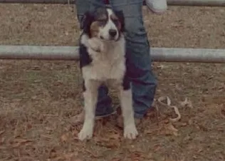 Lost dog in Big Sandy, TX, 75755