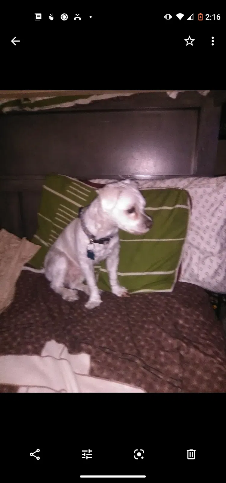 Lost dog in Orlando, FL, 32811