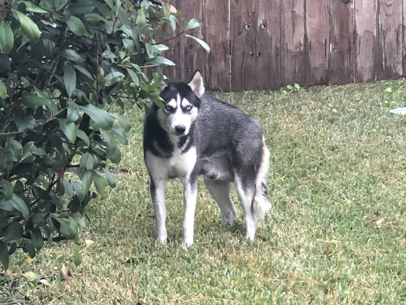 Found dog in Pearland, TX, 77584