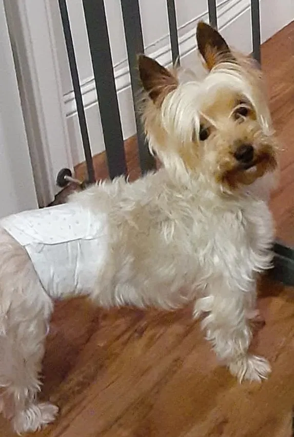 Lost dog in Charleston, SC, 29407
