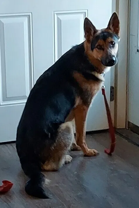 Lost dog in Reisterstown, MD, 21136