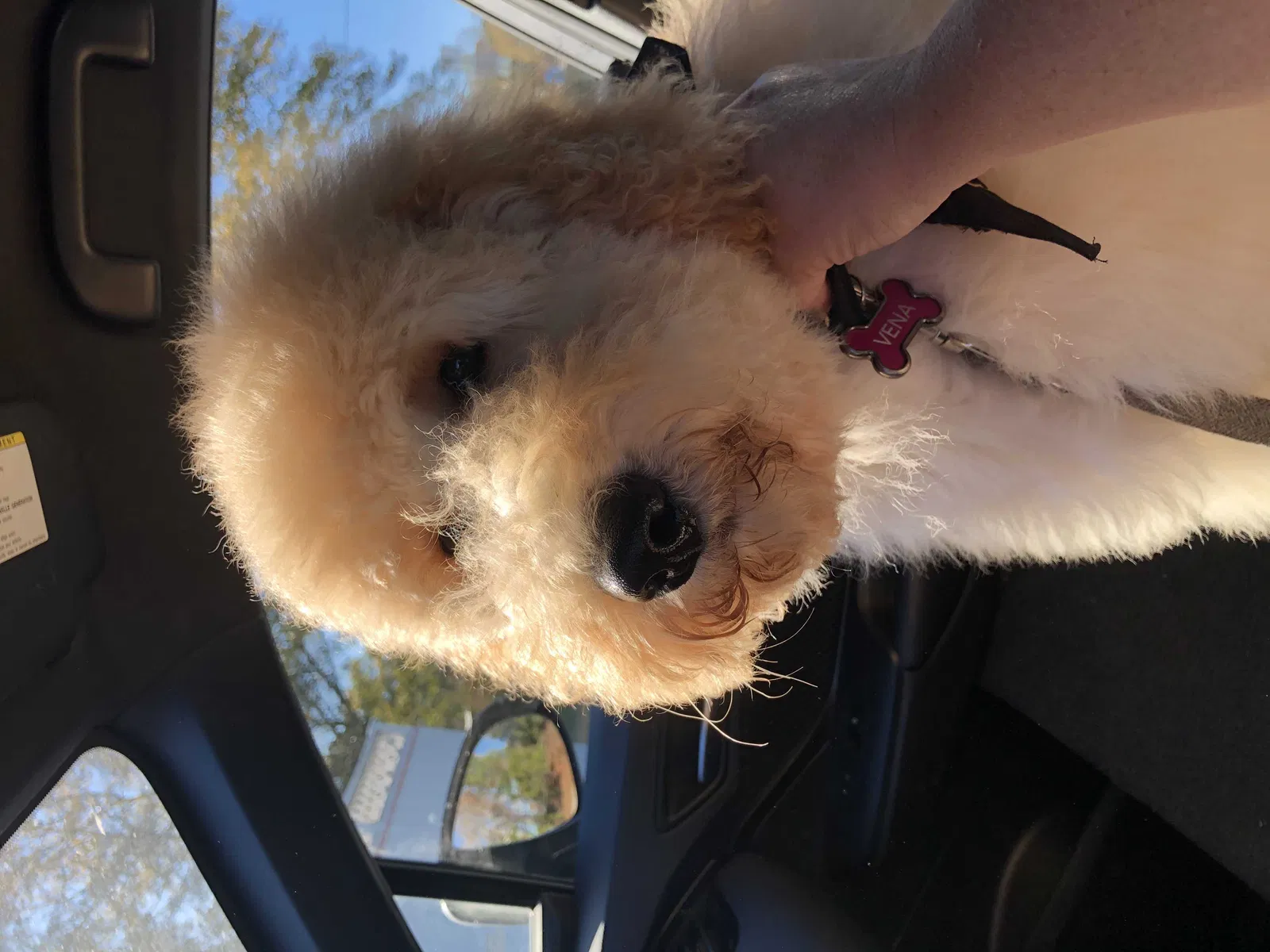 Lost dog in Duncan, SC, 29334