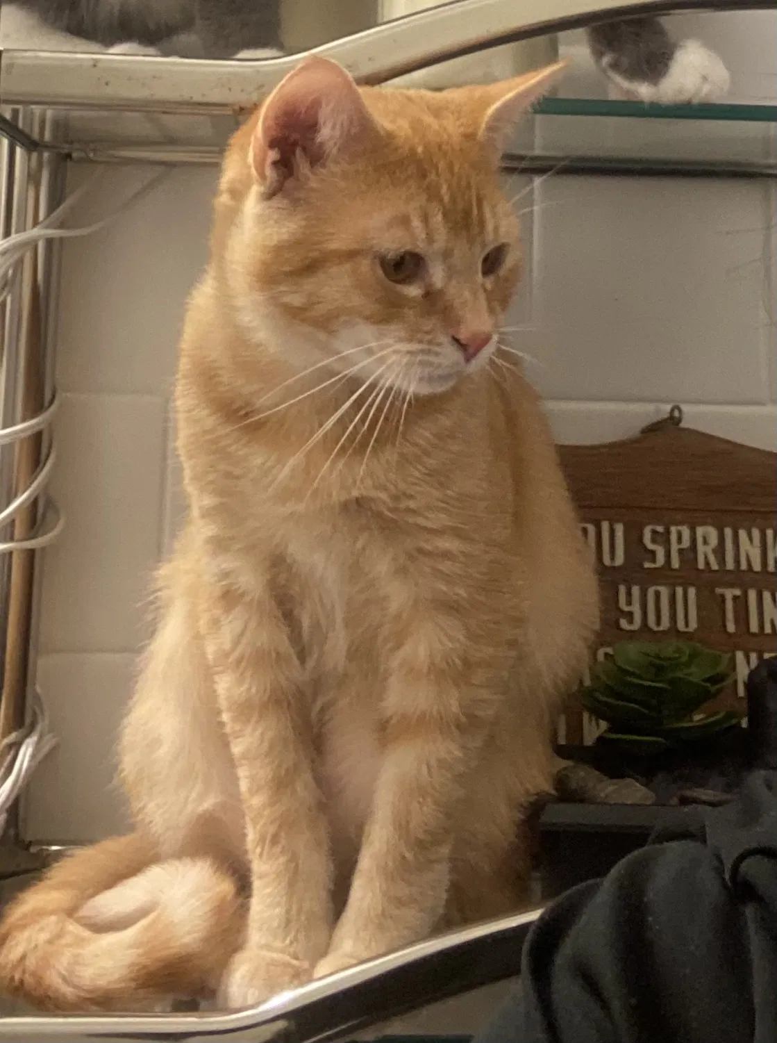 Lost cat in Henrico, VA, 23228