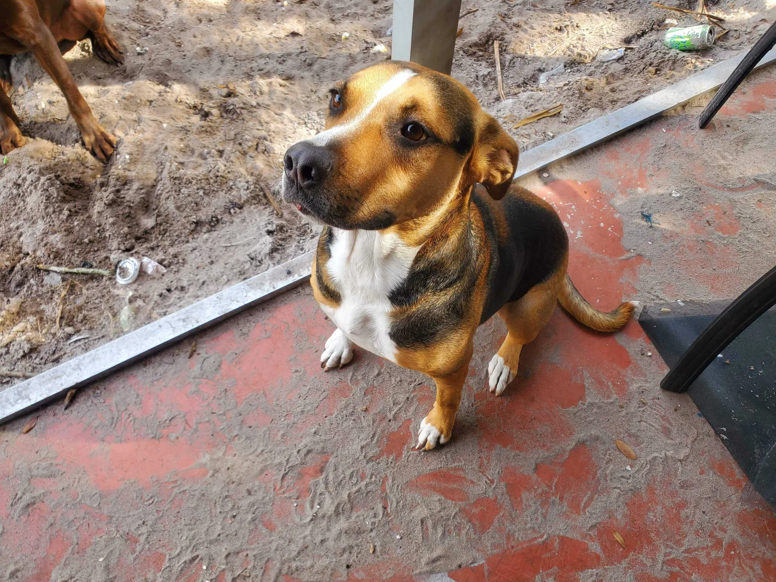 Lost dog in Port Charlotte, FL, 33952