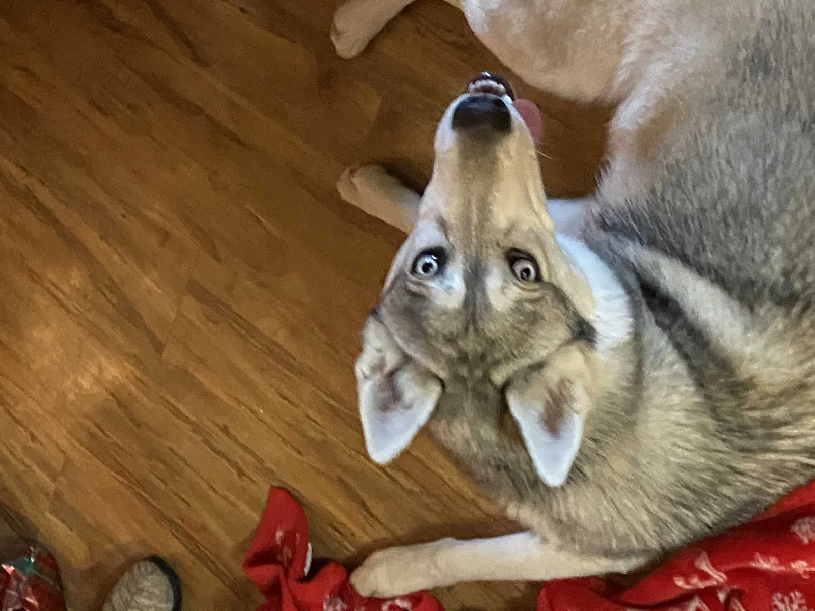 Lost dog in Granite Falls, NC, 28630