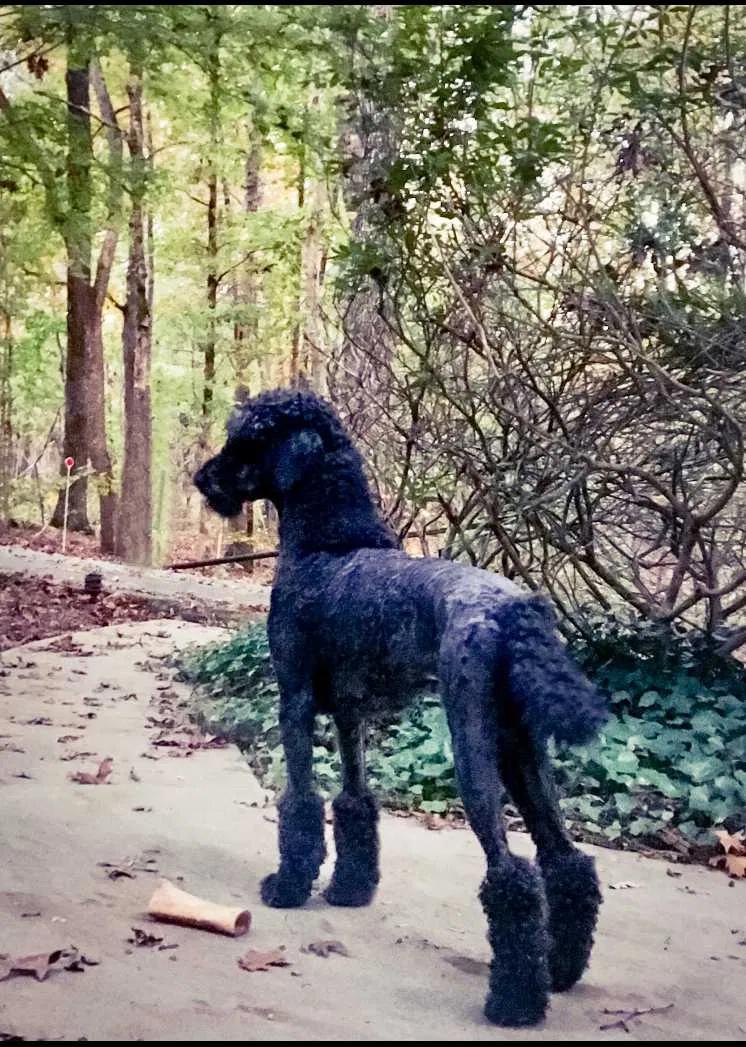 Lost dog in Dawsonville, GA, 30534