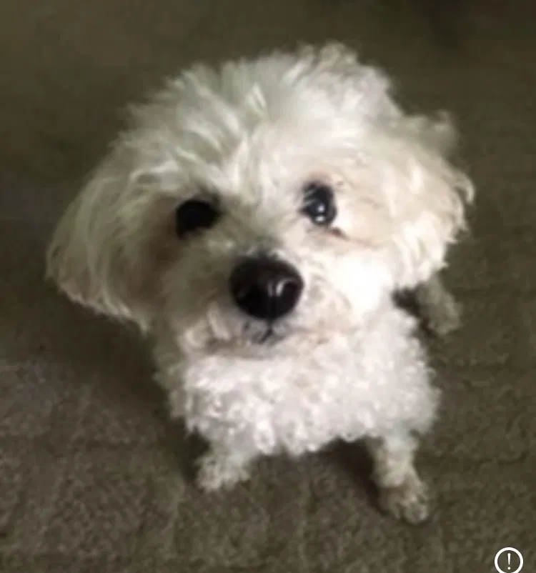 Lost dog in Austin, TX, 78758