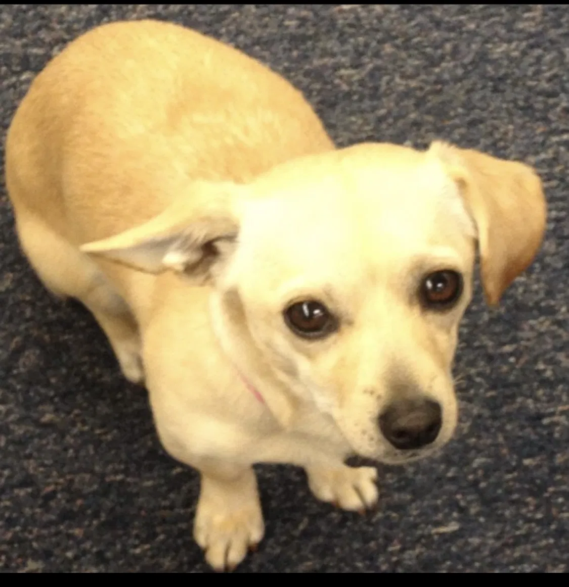 Lost dog in Chico, CA, 95973
