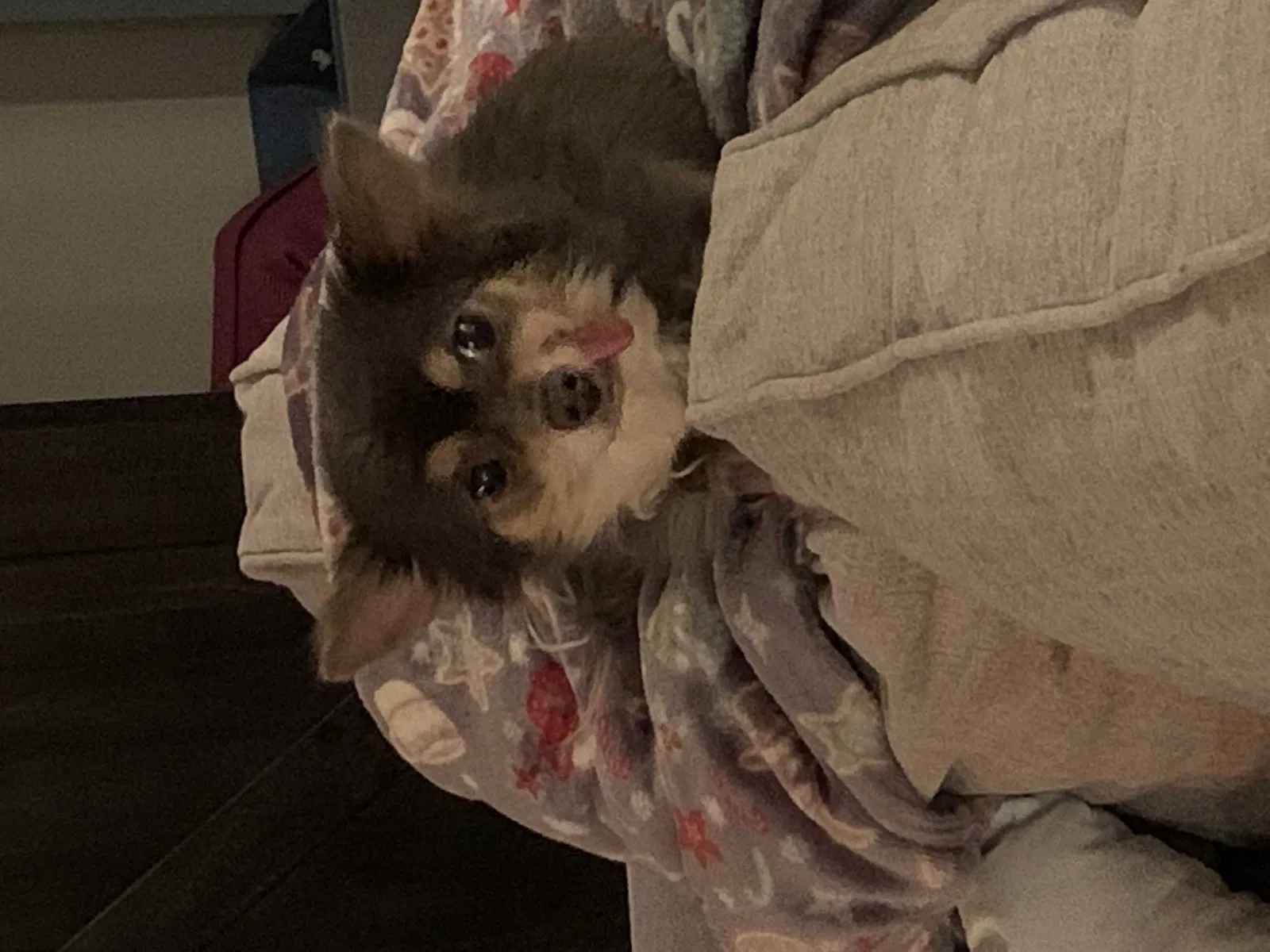 Lost dog in Lewisville, NC, 27023