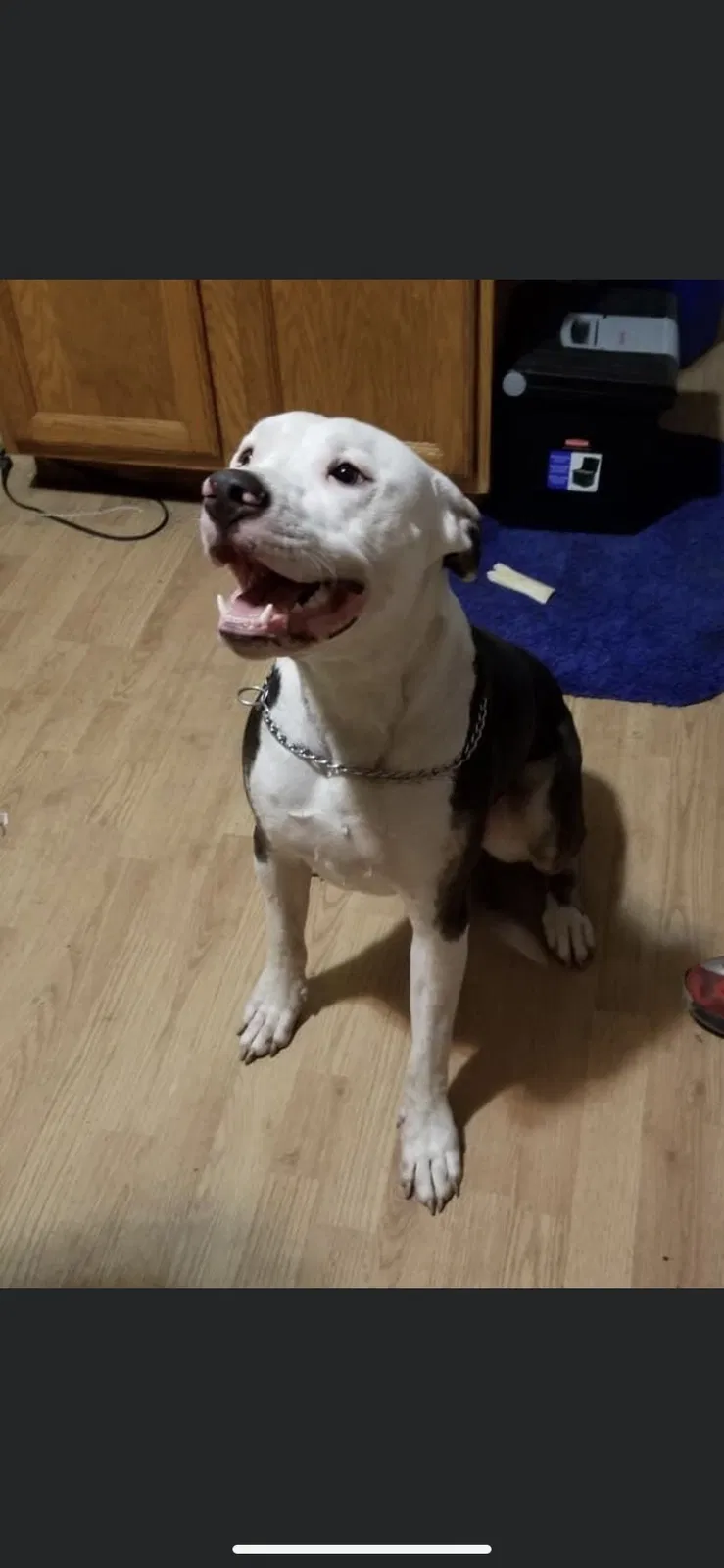 Lost dog in Terre Haute, IN, 47804