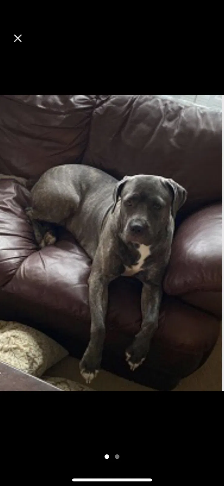 Lost dog in Owings Mills, MD, 21117
