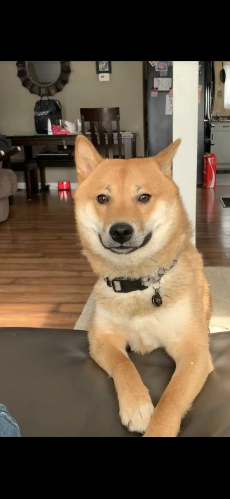 Lost dog in Depew, NY, 14043