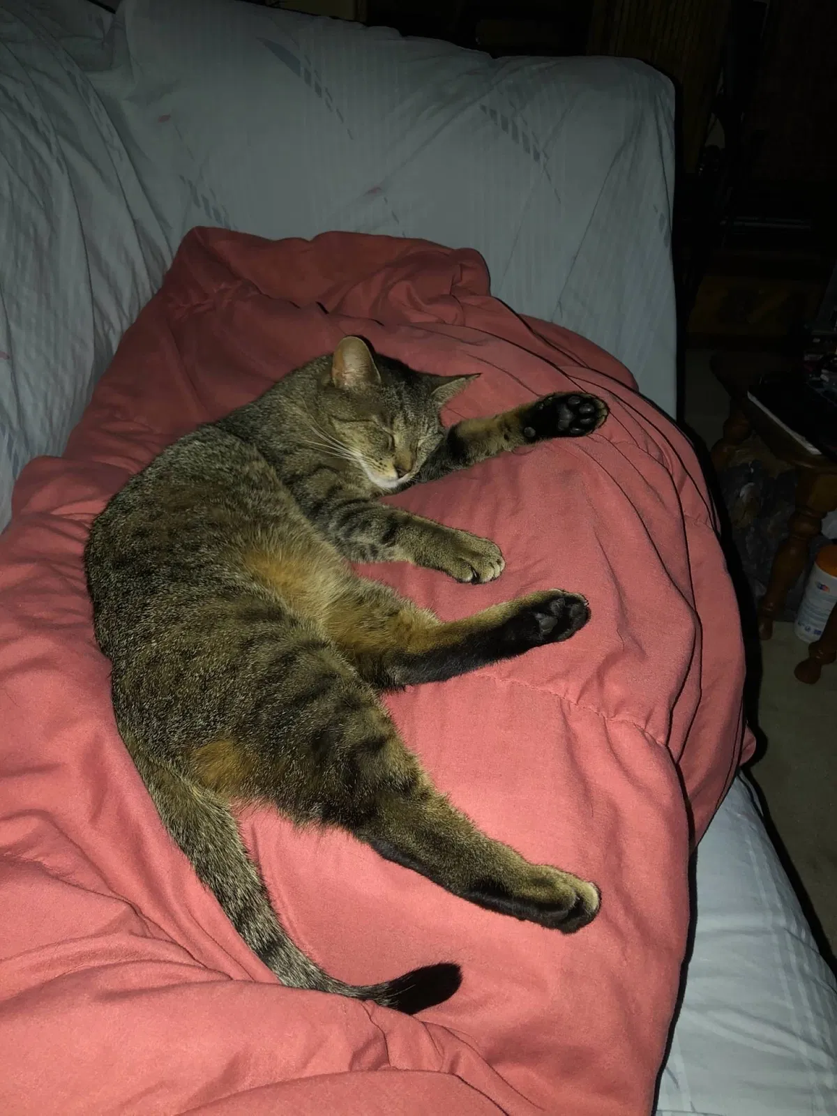 Lost cat in Greensboro, NC, 27407