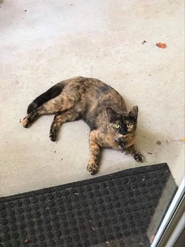 Lost cat in Acworth, GA, 30102
