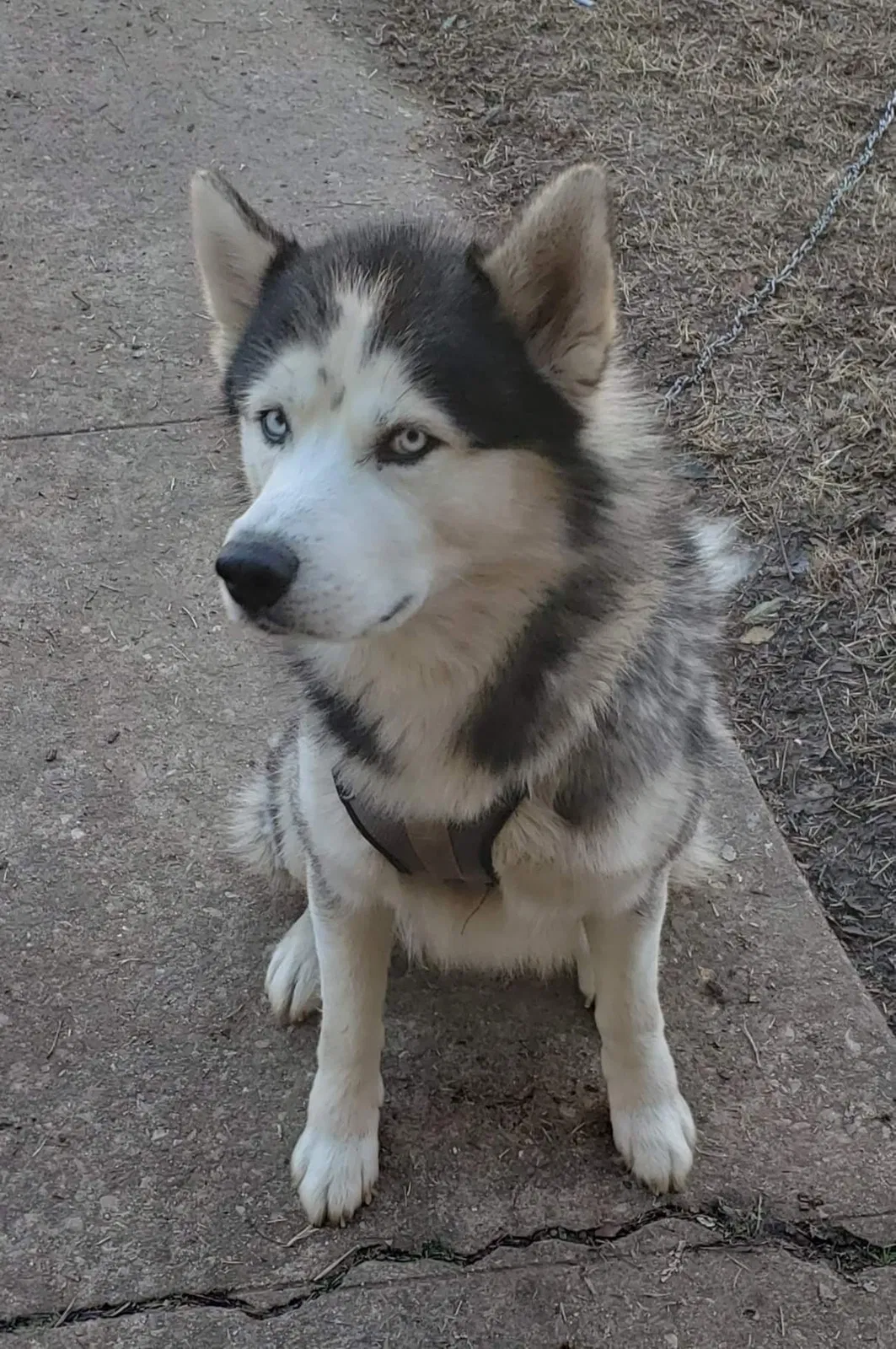 Lost dog in Ada, OK, 74820