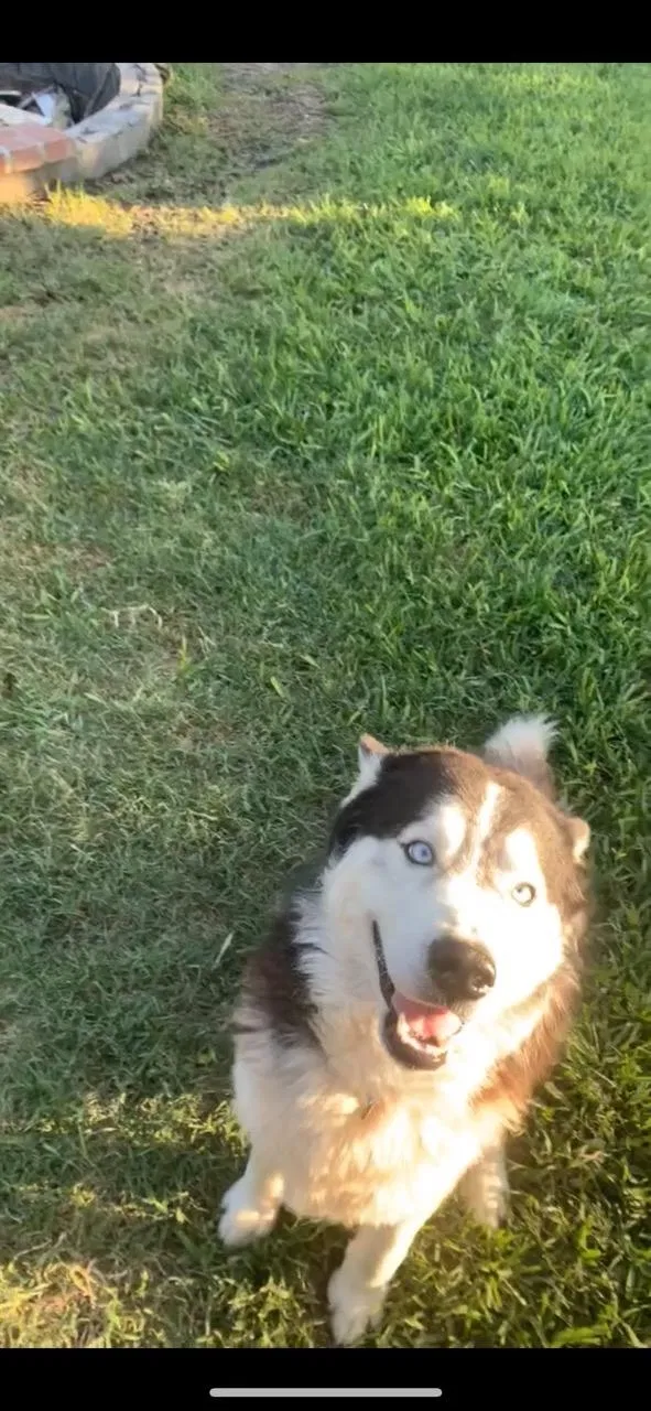 Lost dog in Mission, TX, 78573