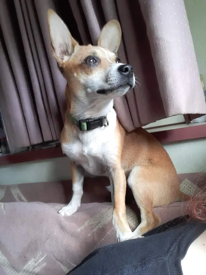 Lost dog in Mooresburg, TN, 37811