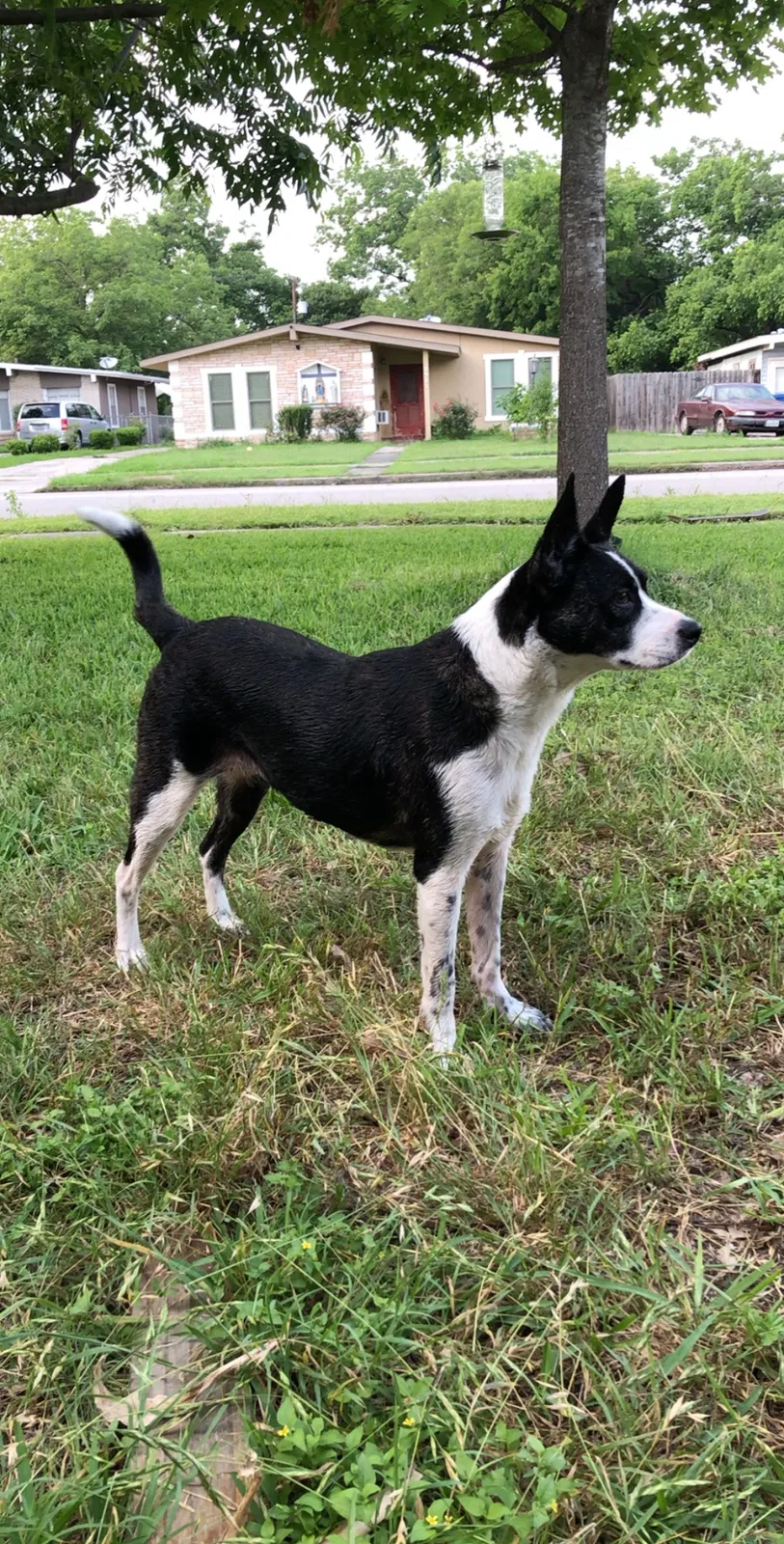 Lost dog in San Antonio, TX, 78213