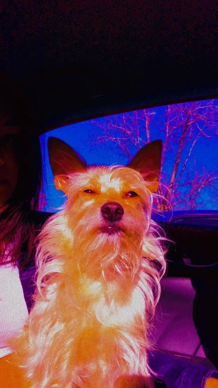 Lost dog in Charlotte, NC, 28273