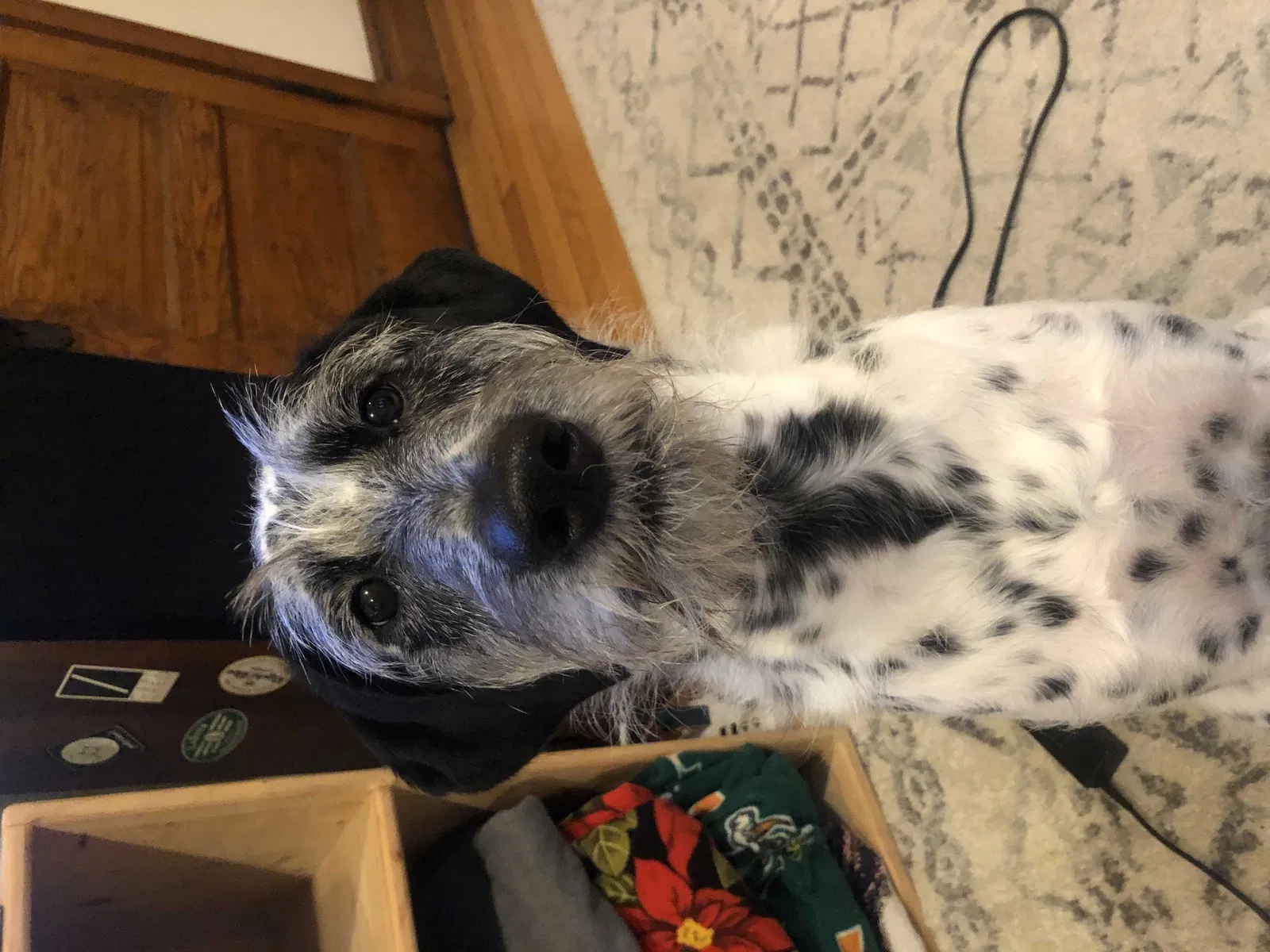 Lost dog in Chicago, IL, 60647