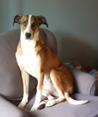 Lost dog in Marysville, WA, 98271