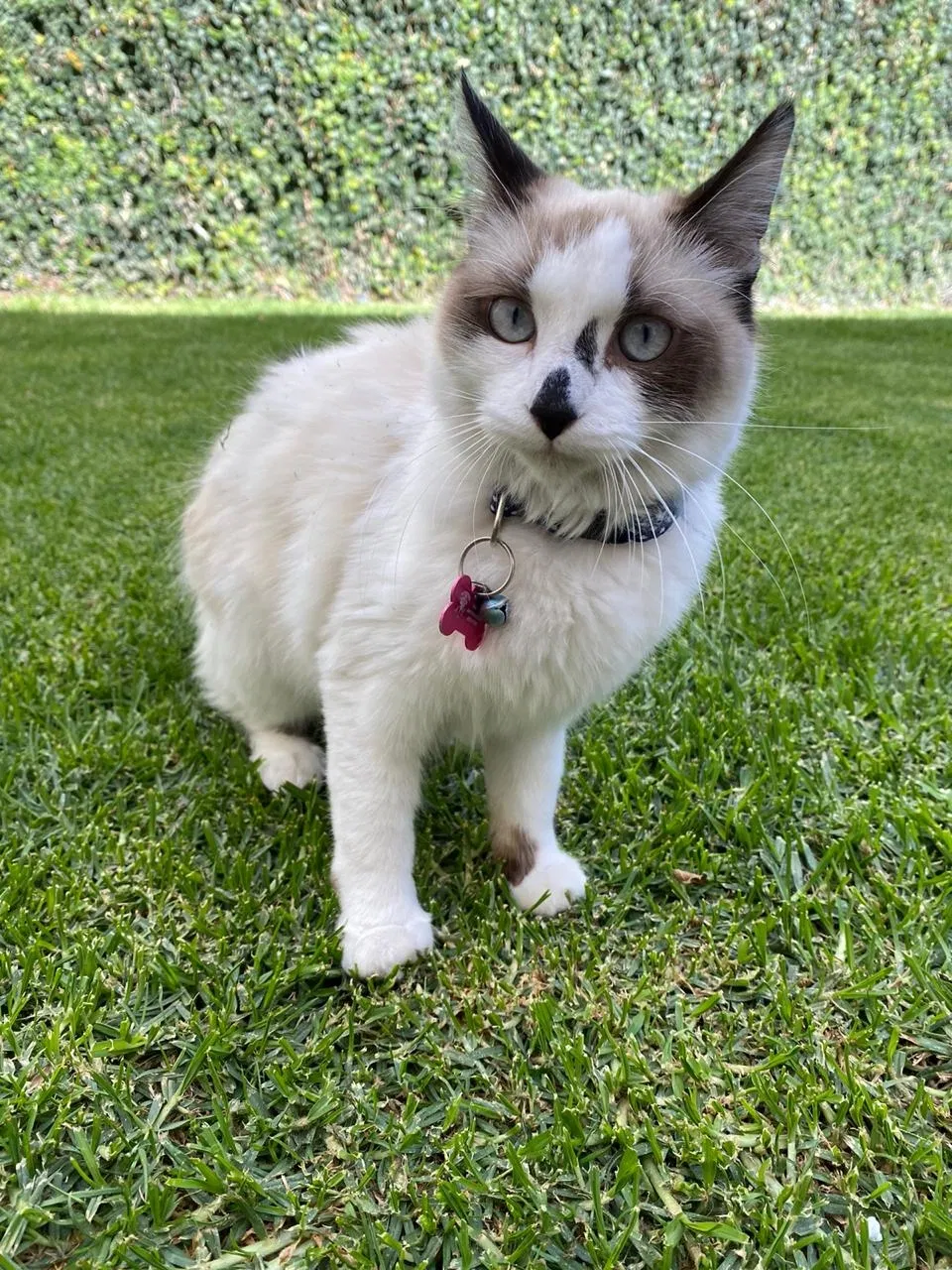 Lost cat in Round Rock, TX, 78665
