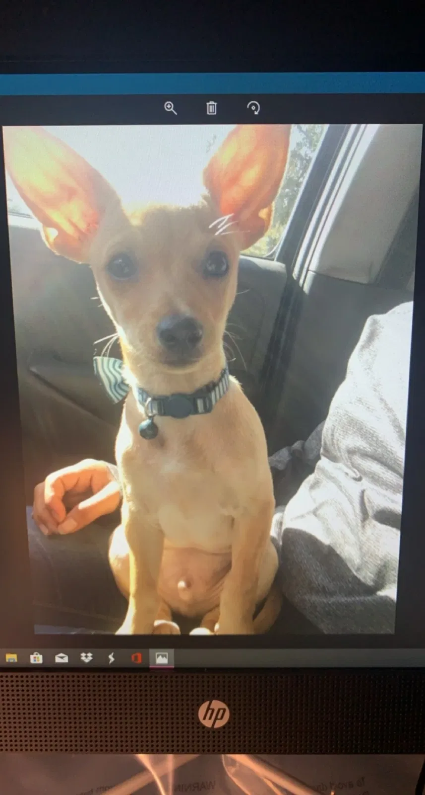 Lost dog in Wichita Falls, TX, 76309