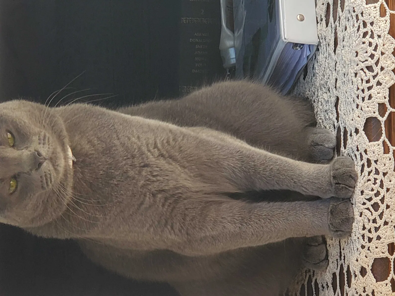 Lost cat in Unknown, TX, 67606