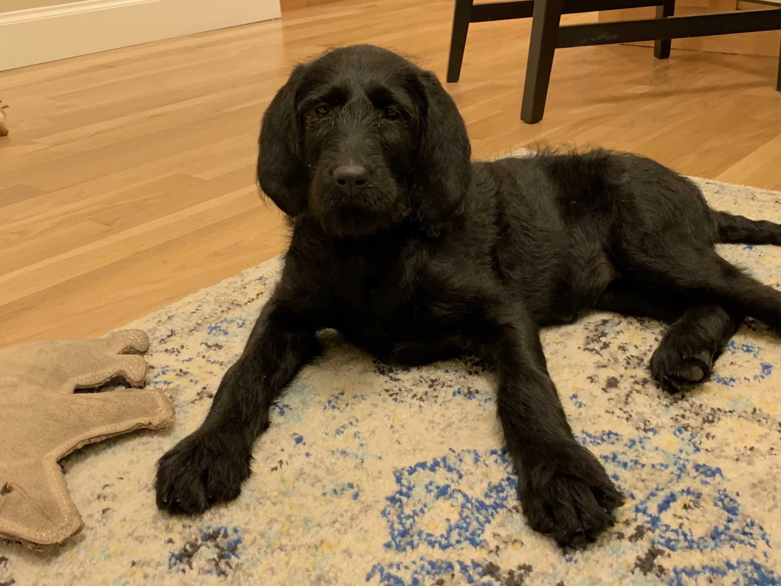 Lost dog in Logan, UT, 84341