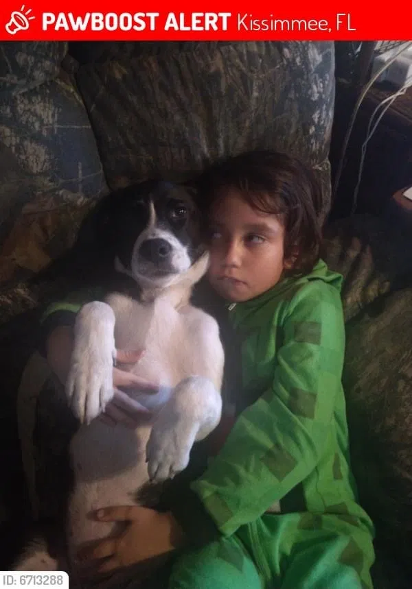 Lost dog in Kissimmee, FL, 34744