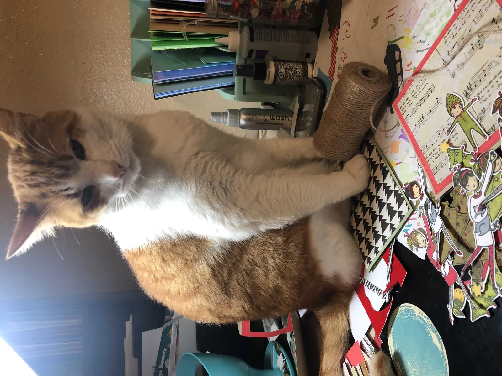 Lost cat in Tacoma, WA, 98418