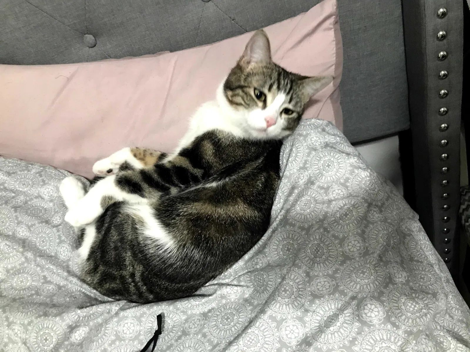 Lost cat in Fresno, CA, 93702