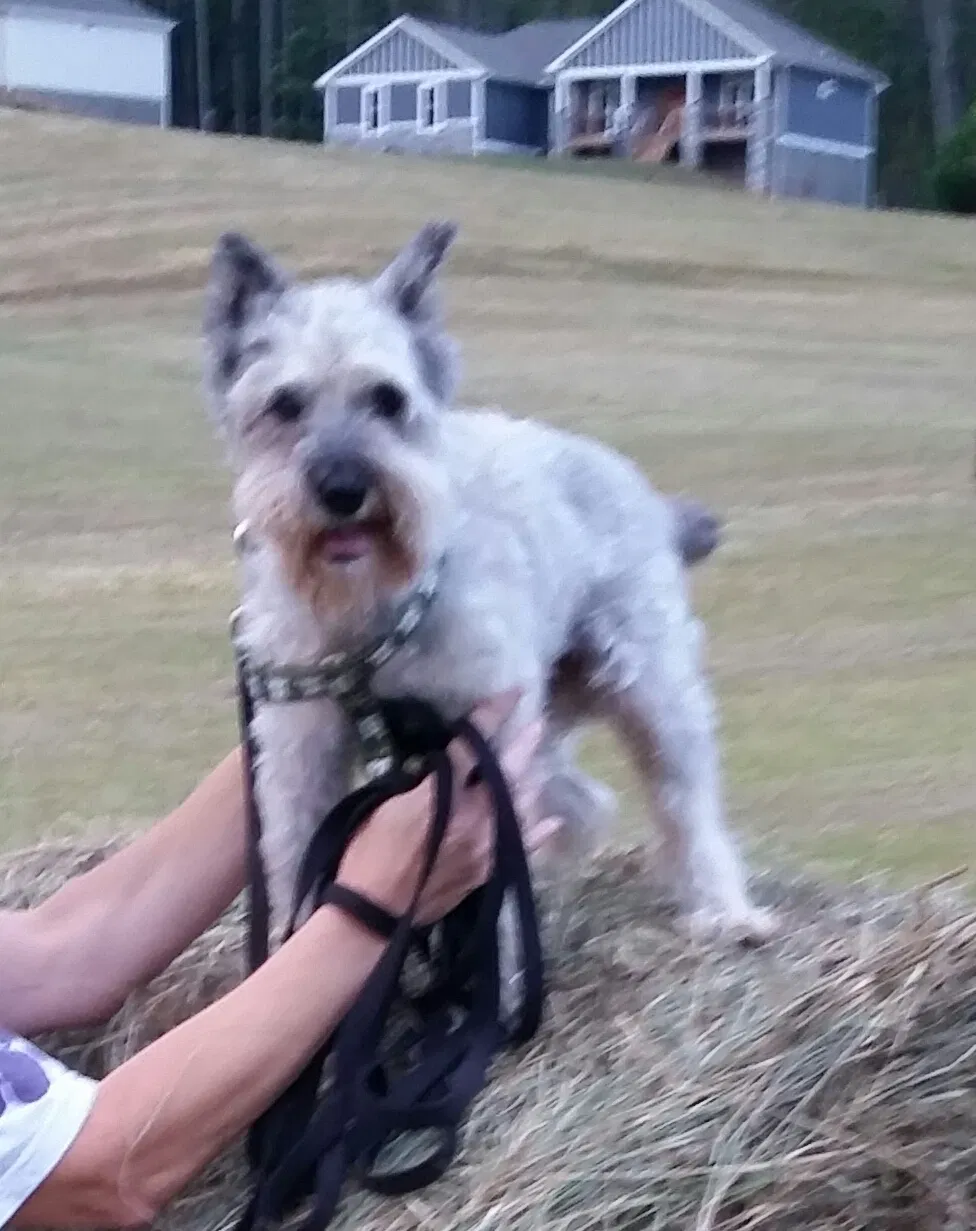 Lost dog in Asheville, NC, 28806