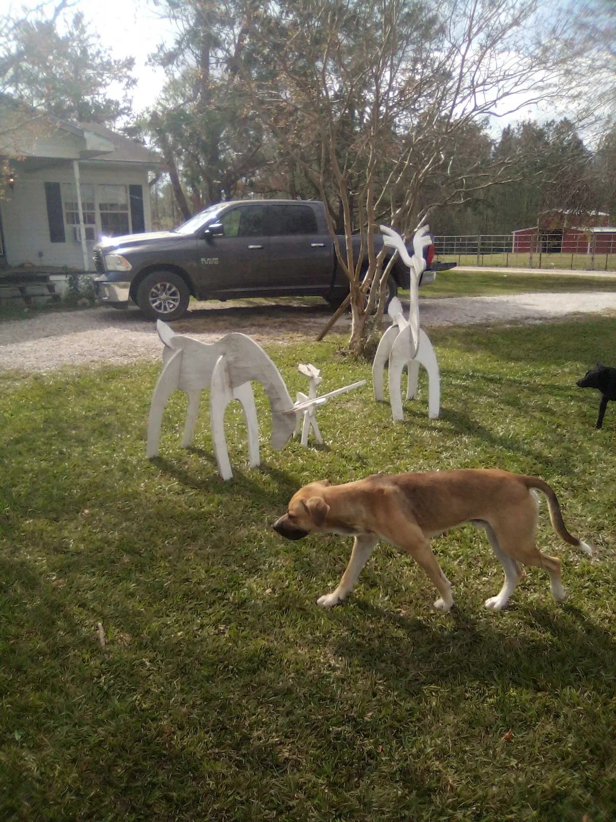 Lost dog in Lake Charles, LA, 70611