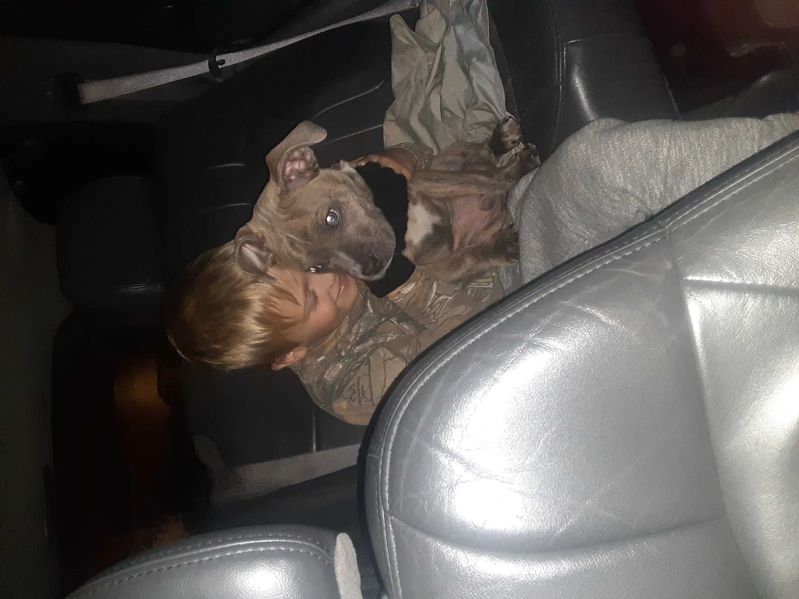 Lost dog in Seattle, WA, 98146