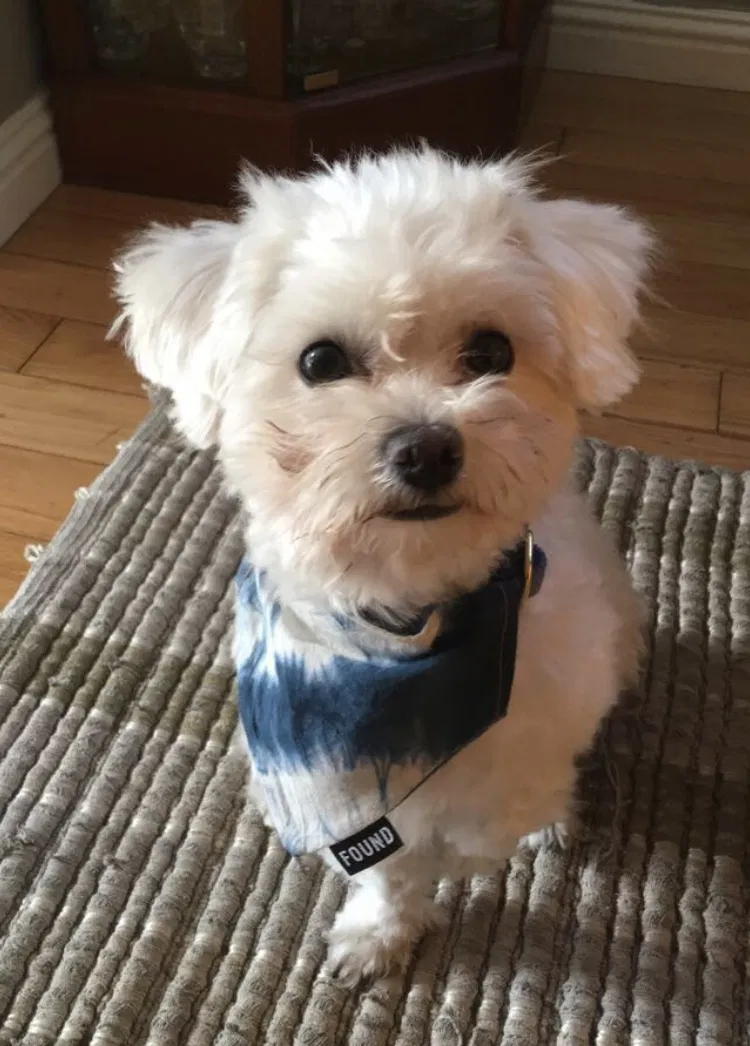 Lost dog in Richmond, CA, 94804