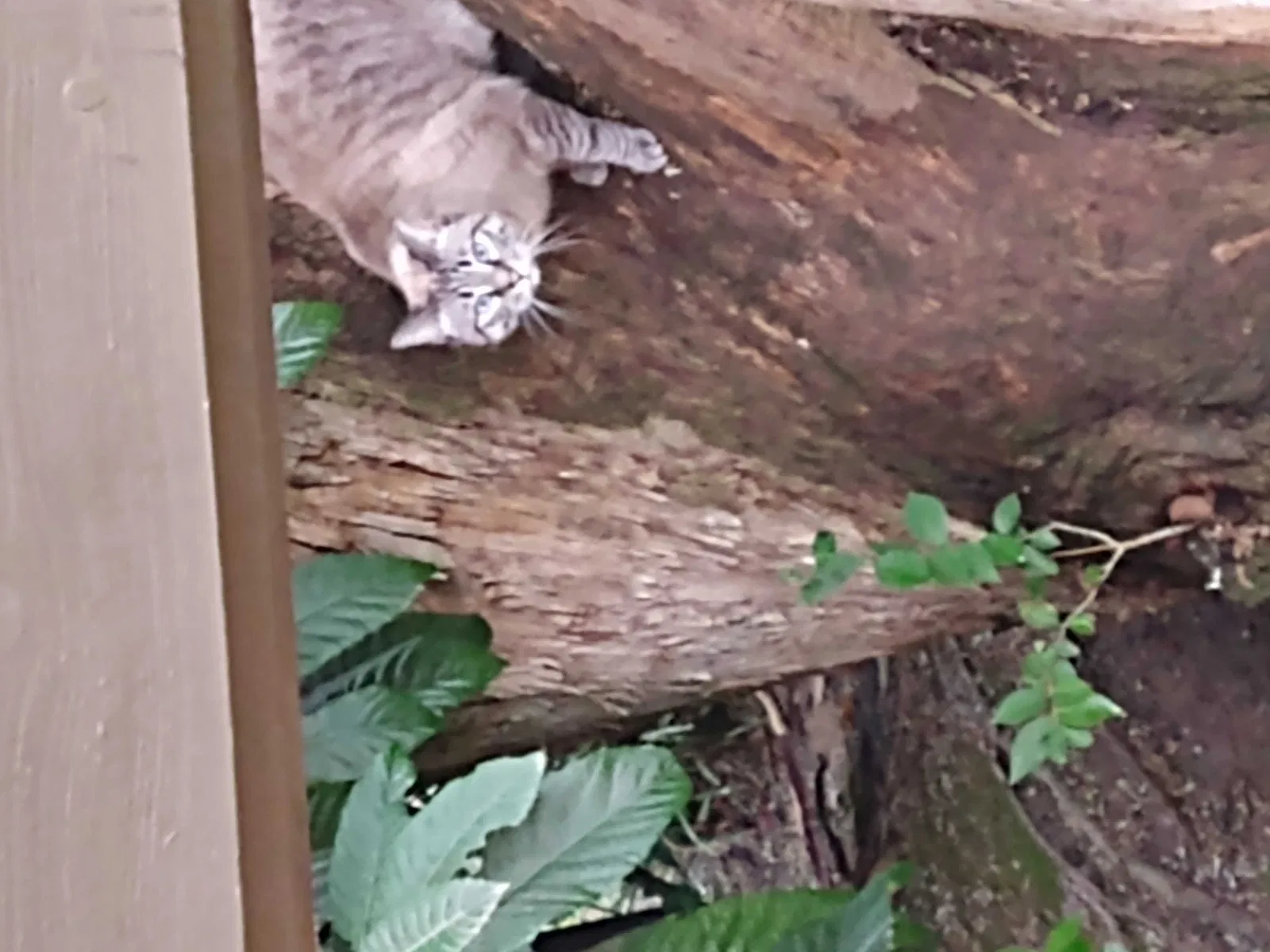 Lost cat in Fresno, CA, 93711