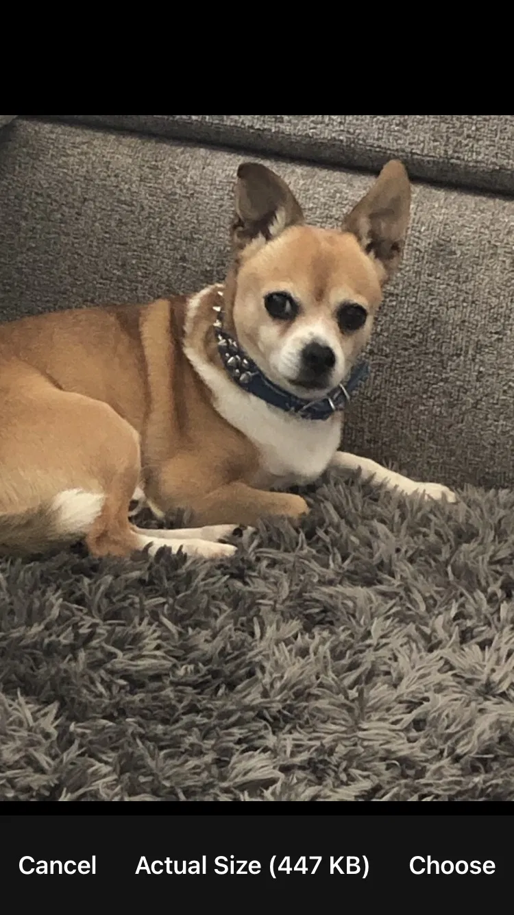 Lost dog in Tacoma, WA, 98418