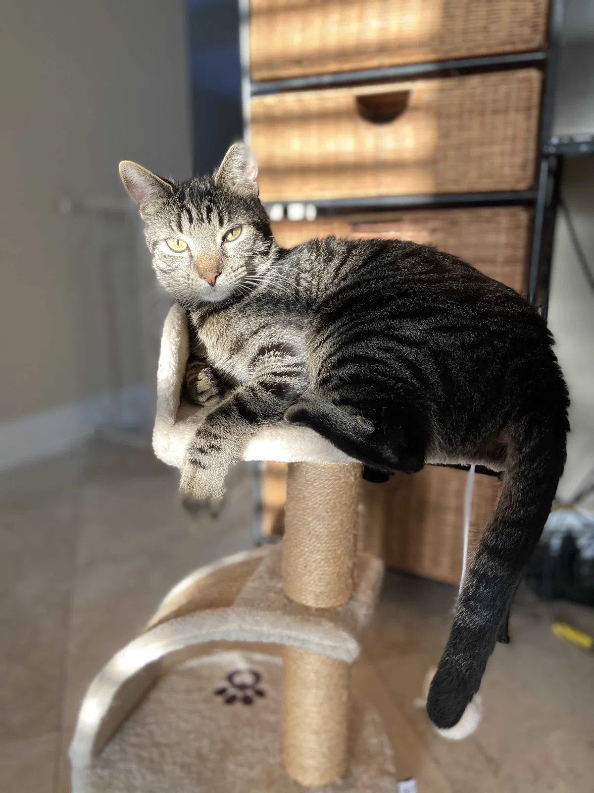 Lost cat in Jacksonville, FL, 32226